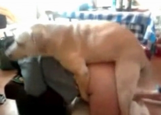 Dirty bestiality slut gets fucked by a brown dog