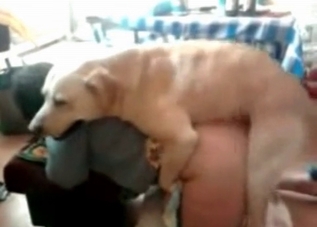 Dirty bestiality slut gets fucked by a brown dog