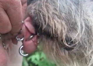 Dog learning how to suck cock on camera