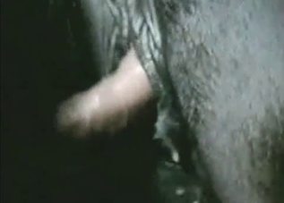 Hot horse pussy gets gaped hard in POV