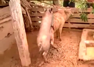 Two pigs fucking passionately in the mud