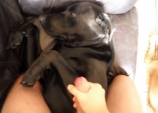 POV face-fucking with a horny doggo