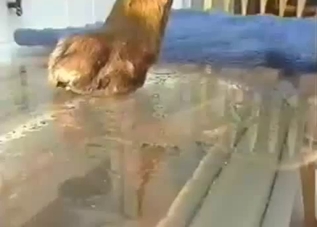 Showing that beautiful mutt cock up close