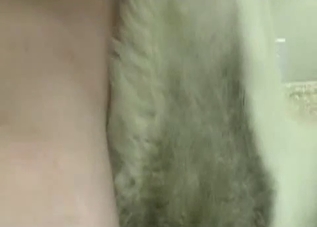 Big-dicked dude fucking his Husky on cam