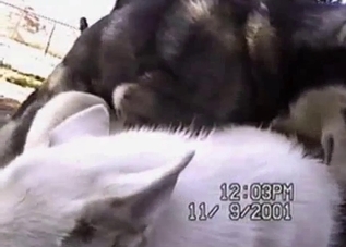 Two passionate dogs fucking furiously
