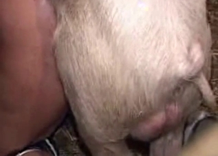 Domineering pig dominates his asshole