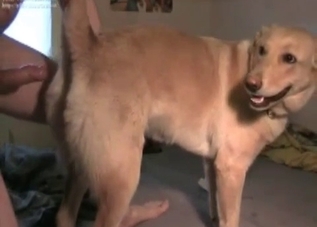 Cute doggo about to get fucked
