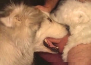 Dog sucks on that meaty cock