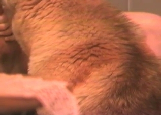 Hard cock pleasured by a big-dicked dog