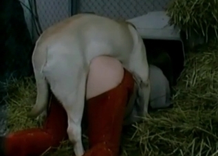Fantastic farm banging recorded in high quality