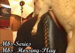 Leather-clad slut getting fucked by a pretty pony