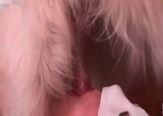 Incredible-quality bestiality XXX in HD