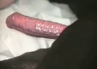 Huge dog dick worshiped by a submissive chick
