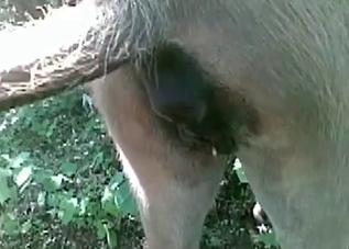Dog's anal hole gets creampied outdoors