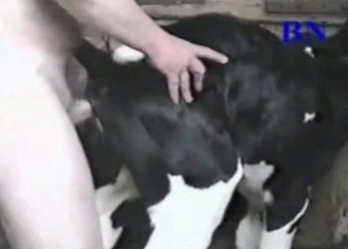 Gorgeous goat getting fucked in the ass
