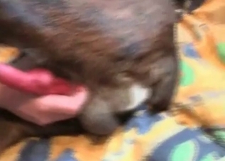 Red cock gets sucked by a blond-haired cutie