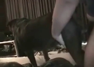 Horny owner seducing the sexy pet