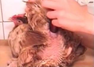 Huge toy thrown into the mix in this bestiality vid