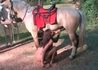 Gorgeous horse getting a nice blowjob on cam