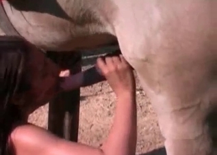 Gorgeous horse getting a nice blowjob on cam