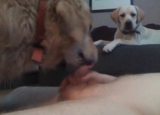 Limp dick getting pleasured on camera