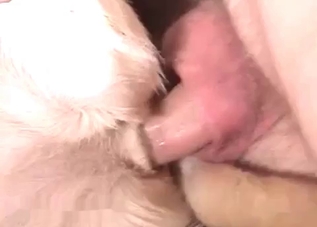 Dog's asshole getting destroyed by a human cock