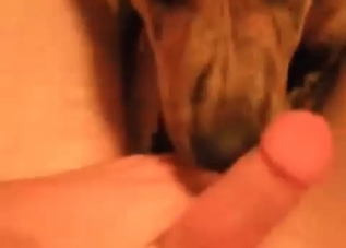 Dirty dog licking this huge cock on camera