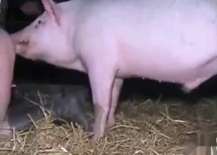 Sweet-looking chick taking a pig's perfect cock