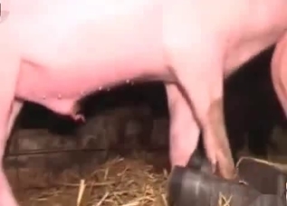 Sweet-looking chick taking a pig's perfect cock