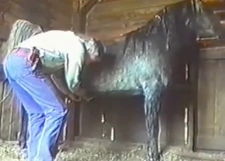 Horse with a twitchy cock gets jerked off