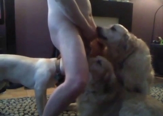 Three dogs worshiping a guy's hot bod