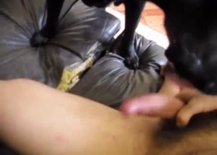 POV face-fucking with a horny doggo