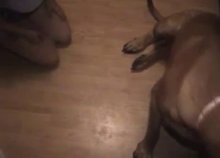 Curly amateur playing with dog's cock