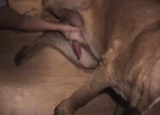 Curly amateur playing with dog's cock