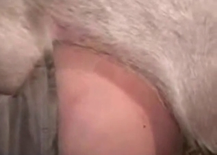Domineering pig dominates his asshole