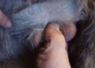 Incredible close-up bestiality