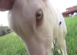 Goat shows what it can do with its neat penis