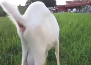 Goat shows what it can do with its neat penis
