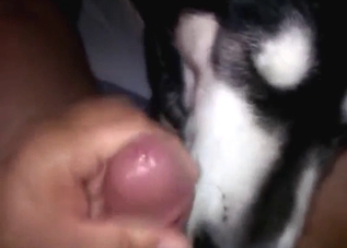 Dog with a nice mouth is licking a guy's penis