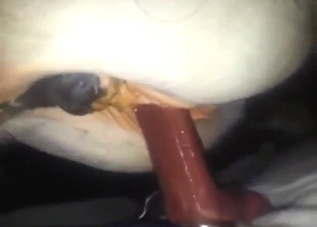 Pony mare with a tight hole is a treat