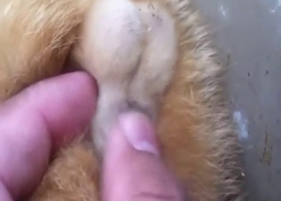 Cat balls play with zoomed-in footage and more