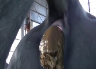 Bull shitting in a video with insane close-ups