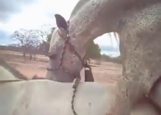 Mare's pussy is going to be used by hung stallion