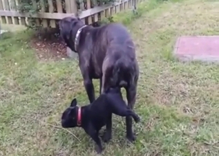 Knotty black dog fucking a smaller dog harder