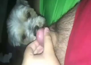 Small dog is into smaller cocks and hot sucking