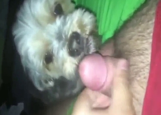 Small dog is into smaller cocks and hot sucking