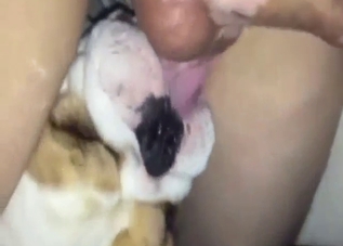Bulldog bang with big sagging balls, hot foreplay
