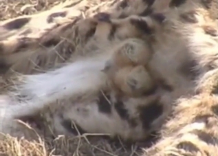 Cheetah showing its juicy fucking balls on cam
