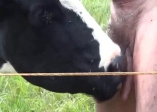 Farmer gets a nice blowjob from a sexed-up cow