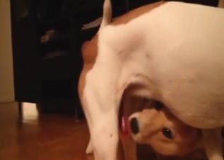 Jack Russel dog is going to enjoy dog foreplay